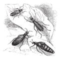 Cantharis or lytta vesticatoria or Spanish fly vintage engraving