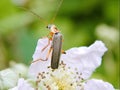 Cantharis nigricans