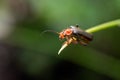 Cantharis livida beetle on grass Royalty Free Stock Photo