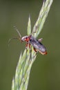 Cantharis Rustica - Leatherwing or Soldier Beetle.resting on blade of grass Royalty Free Stock Photo