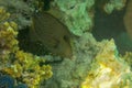 Cantherhines pardalis with open mouth looking for food among corals in the Red Sea. This Honeycomb Filefish is a mottled grayish