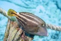 Cantherhines pullus,filefish ,orangespotted filefish Royalty Free Stock Photo