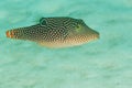 Canthigaster solandri - Andaman Sea Royalty Free Stock Photo