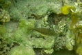 Canthigaster solandri is a beautiful coral fish with a brown body and distinctive green spots and elastics. Spotted sharpnose.