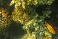 Canthigaster solandri is a beautiful coral fish with a brown body and distinctive green spots and elastics. Spotted sharpnose.