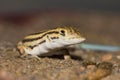 Cantor`s Lacertid, wall lizard, Jaisalmer, Rajasthan, India Royalty Free Stock Photo