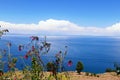 The Cantuta flower, Taquile Island - Lake Titicaca - Peru