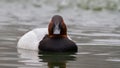 Canvas Back Duck Royalty Free Stock Photo