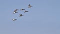 Canvas Back ducks in flight for Spring migration Royalty Free Stock Photo