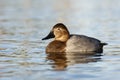 Canvasback, Aythya valisineria