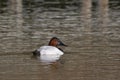 Canvasback, Aythya valisineria, male