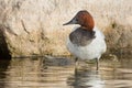 Canvasback - Aythya valisineria