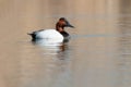 Canvasback - Aythya valisineria