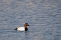 Canvasback (Aythya valisineria)