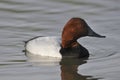 Canvasback Duck Royalty Free Stock Photo