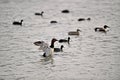 Canvasback Duck - Aythya valisineria