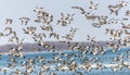 Canvasback Duck Chaos