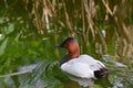 Canvasback duck2 Royalty Free Stock Photo