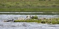 Canvasback Ducks on a windy day in Arapaho National Wildlife Refuge