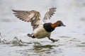 Canvasback duck gliding gracefully across a tranquil body of water, its wings outstretched Royalty Free Stock Photo