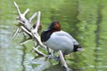 Canvasback duck3 Royalty Free Stock Photo