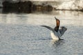 Canvasback Duck Royalty Free Stock Photo