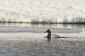 Canvasback Duck