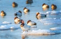 Canvasback duck standing on ice in the Chesapeake bay