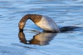 Female Canvasback Duck diving in blue lake