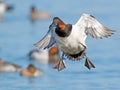 Canvasback Royalty Free Stock Photo