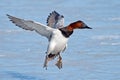 Canvasback Royalty Free Stock Photo