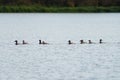 Canvasback resting in a lake Royalty Free Stock Photo
