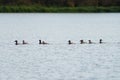 Canvasback resting in a lake