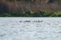 Canvasback resting in a lake Royalty Free Stock Photo