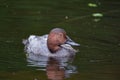 Canvasback