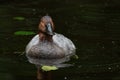 Canvasback