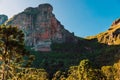 Canyon with araucaria trees and rocks with morning sun light in Urubici, Santa Catarina, Brazil