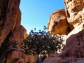 a canyon in the dessert with a tree Royalty Free Stock Photo