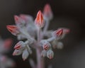 Canyon Live-forever, Dudleya cymosa, close-up and side view Royalty Free Stock Photo