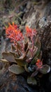 Canyon Live-forever, Dudleya cymosa, Hens and Chicks Royalty Free Stock Photo