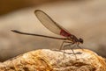 Canyon Rubyspot Damselfly Royalty Free Stock Photo