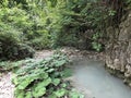 The canyon of the stream below the Sopot waterfall, Pican - Istria, Croatia - Kanjon potoka pod slapom Sopot, PiÃâ¡an - Hrvatska