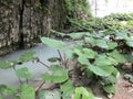 The canyon of the stream below the Sopot waterfall, Pican - Istria, Croatia - Kanjon potoka pod slapom Sopot, PiÃâ¡an - Hrvatska