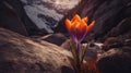 Canyon Sunrise With Crocus Flowers: A Vibrant And Lively Photography In The Style Of Michal Karcz And Felicia Simion