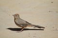 Canyon Towhee Begs Royalty Free Stock Photo