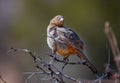 Canyon Towhee Caught in the Act of Preening