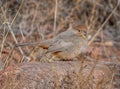 Canyon Towhee in a Colorado Canyon