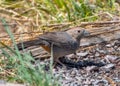 A Canyon Towhee Drinking at a New Mexico Desert Seep Royalty Free Stock Photo