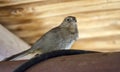 Canyon Towhee bird, Colossal Cave Mountain Park, Arizona Royalty Free Stock Photo