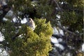 Canyon Towhee, Pipilo fuscus